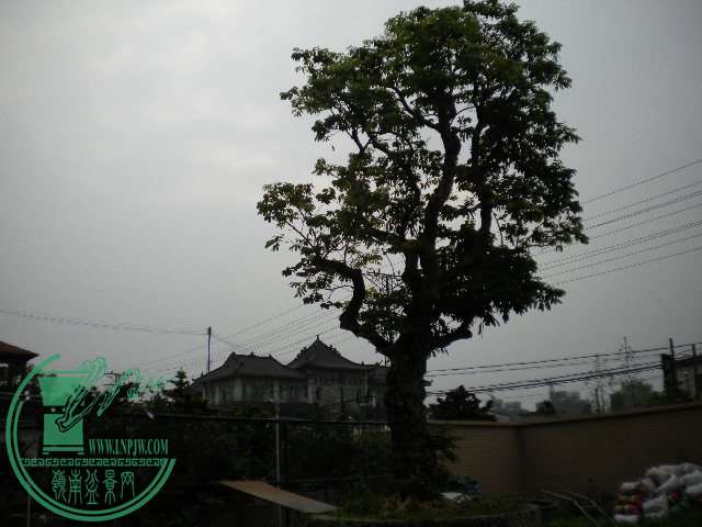 DSCN8033.JPG