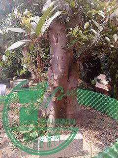 IMG_20150418_140159.jpg
