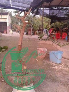 IMG_20150418_173534.jpg