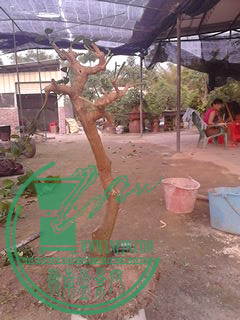 IMG_20150418_173601.jpg