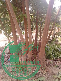 IMG_20150419_113942.jpg