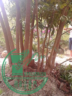 IMG_20150419_113952.jpg