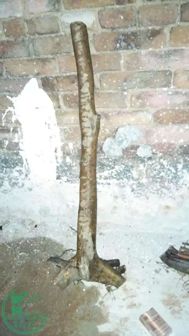 ɽţ`2.jpg