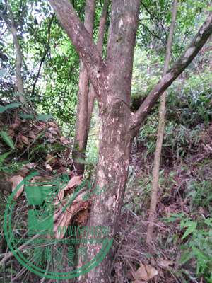 IMG_20150419_163017.jpg