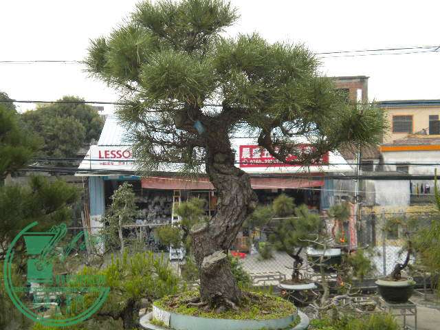 DSCN7962.JPG