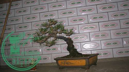 IMG_8524_.jpg