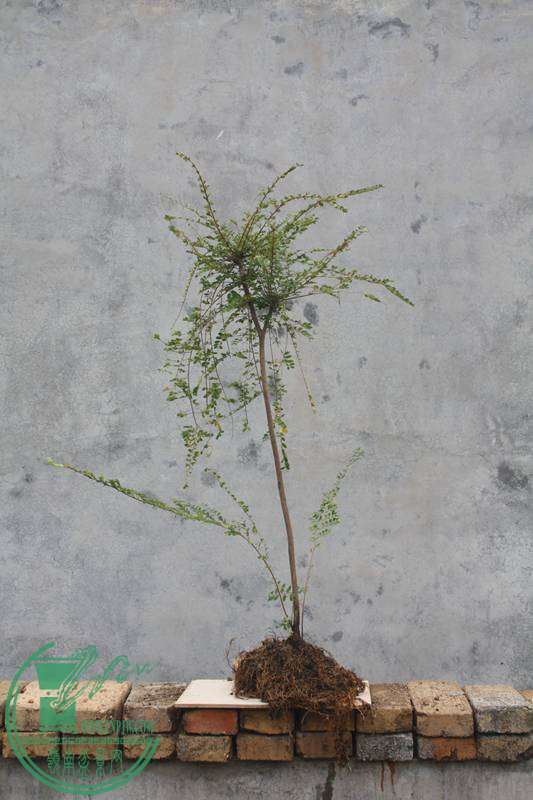 Ƭ20131026ۺ 3005.jpg