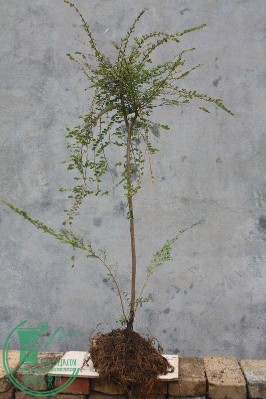 Ƭ20131026ۺ 3006.jpg