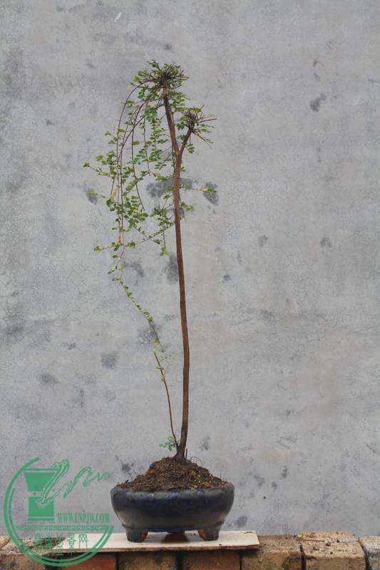 Ƭ20131026ۺ 3009.jpg