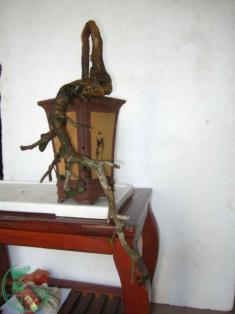 IMG_4466.JPG