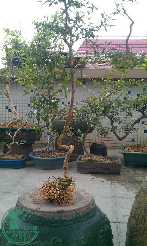 IMAG0408.jpg