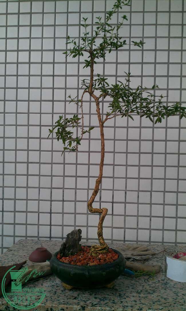 IMAG0412.jpg