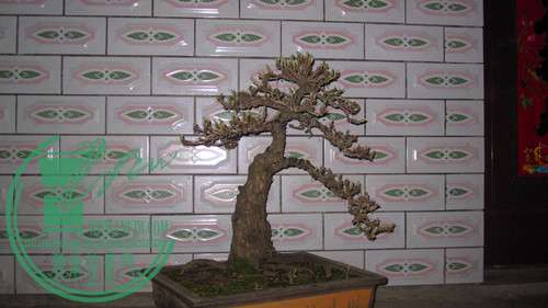 IMG_8535_.jpg