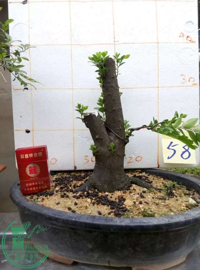 psb (9).jpg