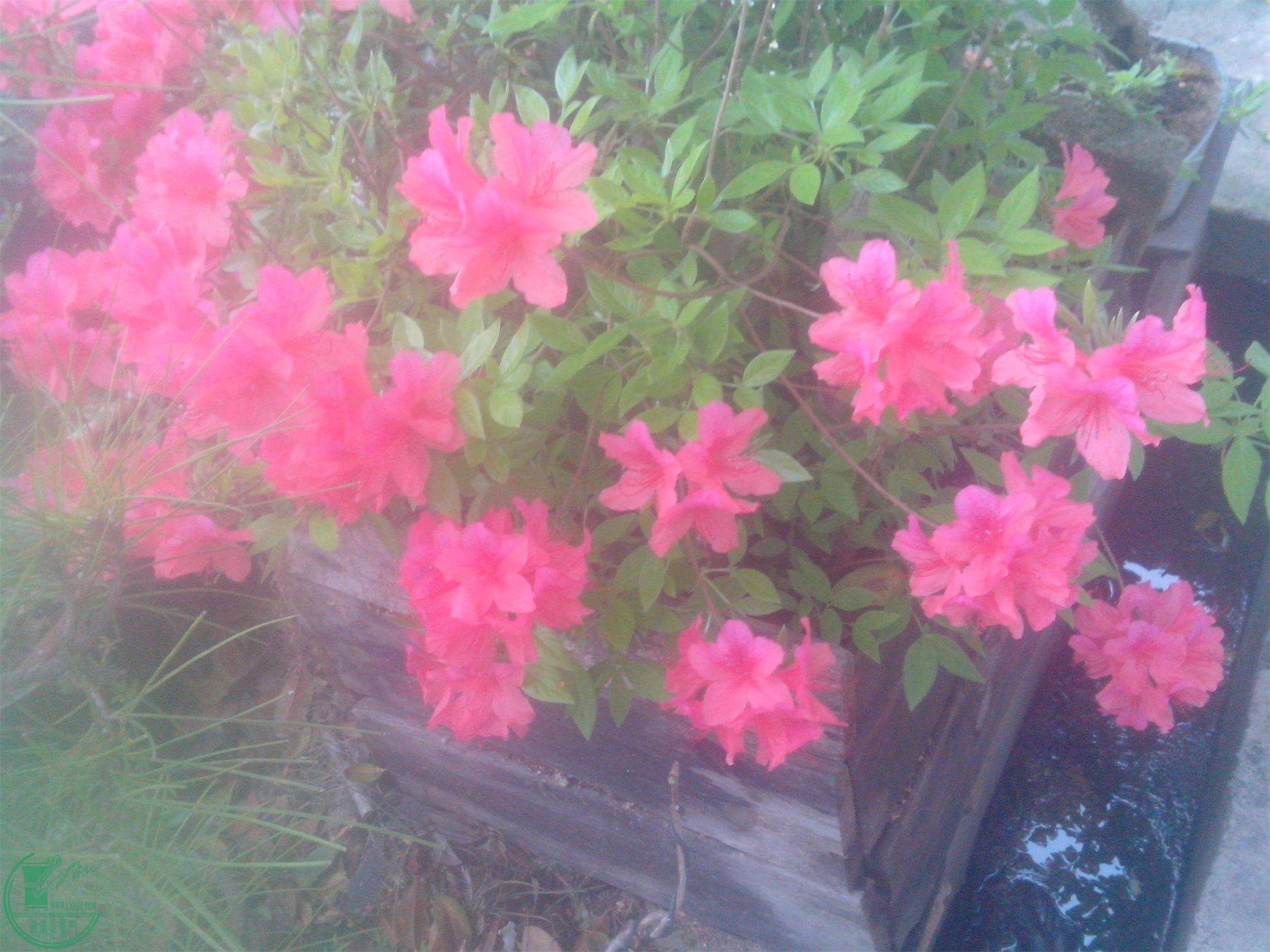 IMG20150404002.jpg