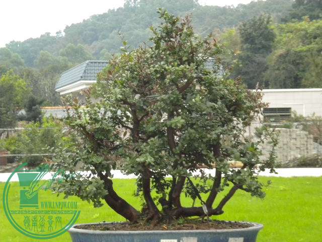 DSCN8025.JPG