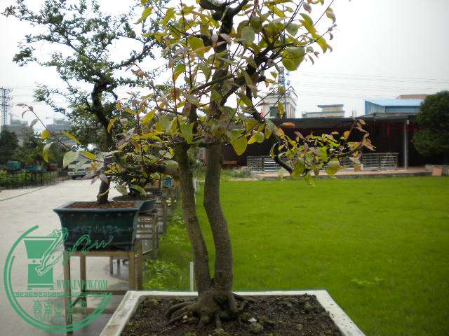 DSCN8032.JPG