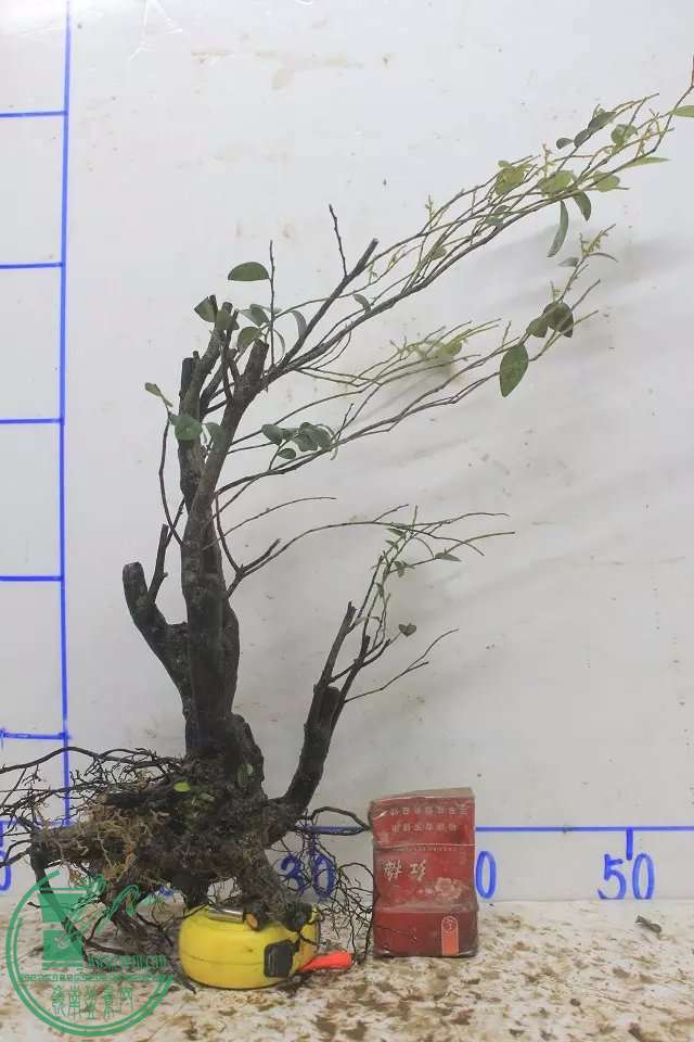 psb (9).jpg