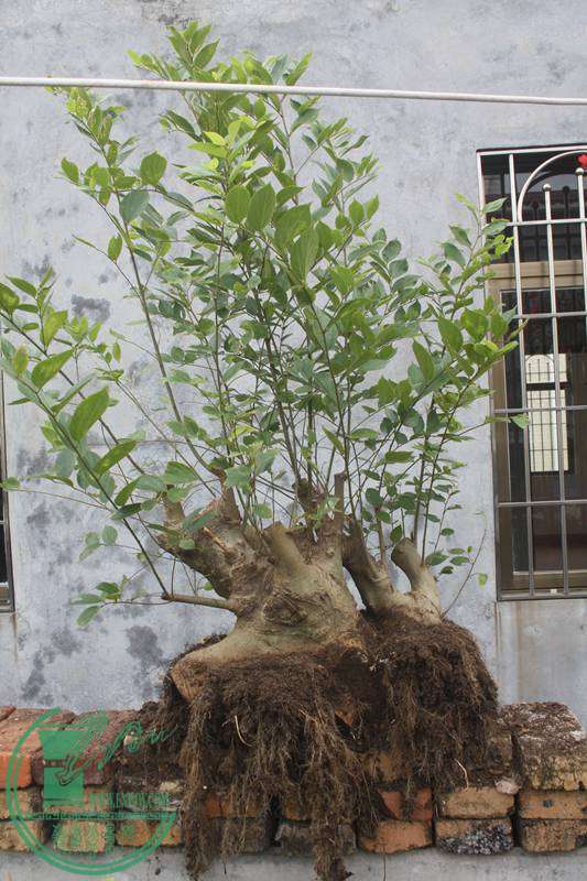 Ƭ20131026ۺ 3052.jpg