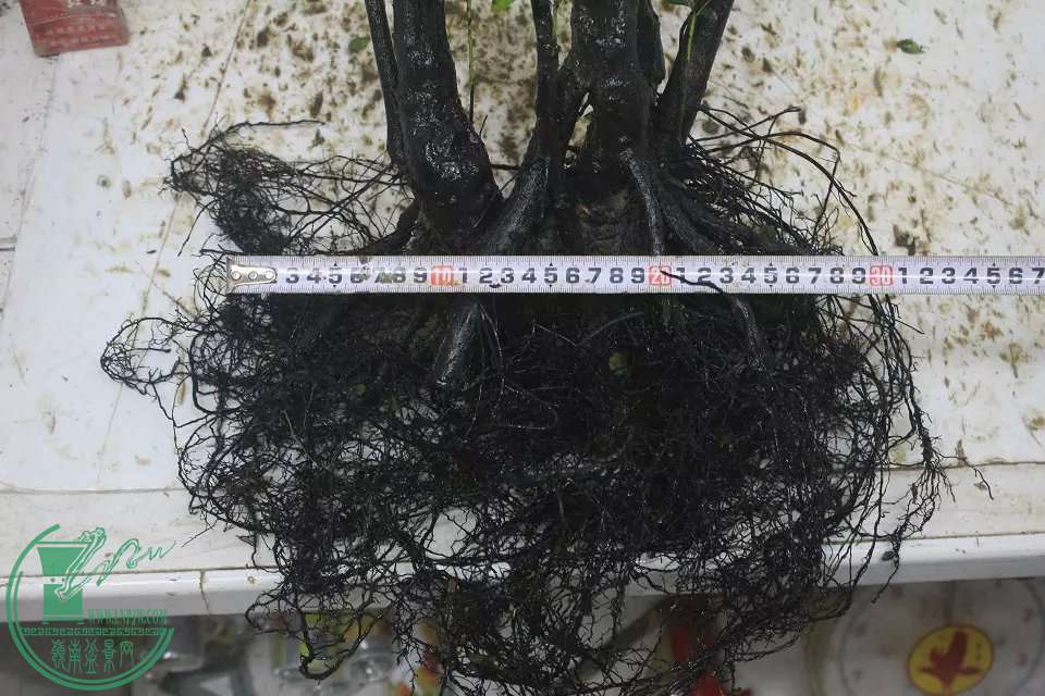 psb (2).jpg