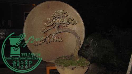IMG_8591_.jpg