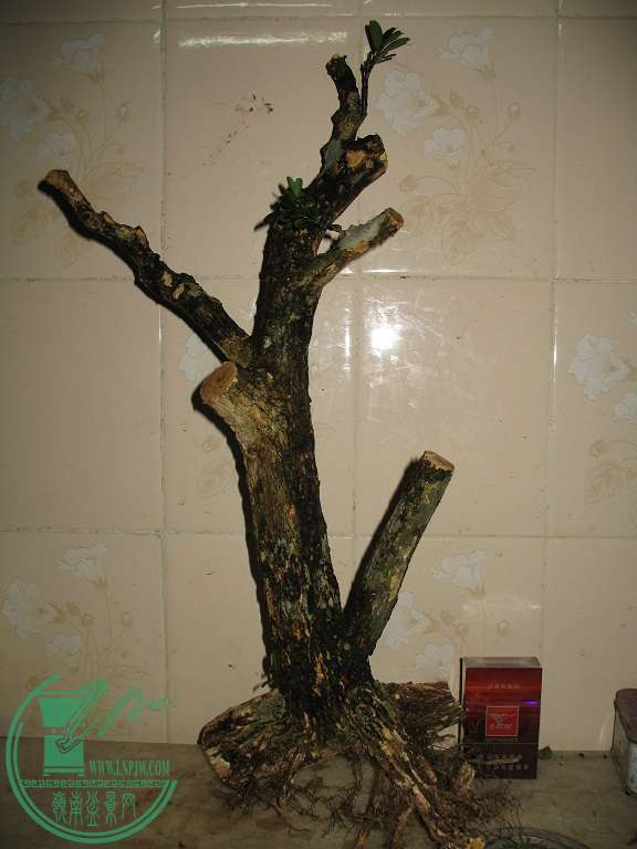 003.JPG