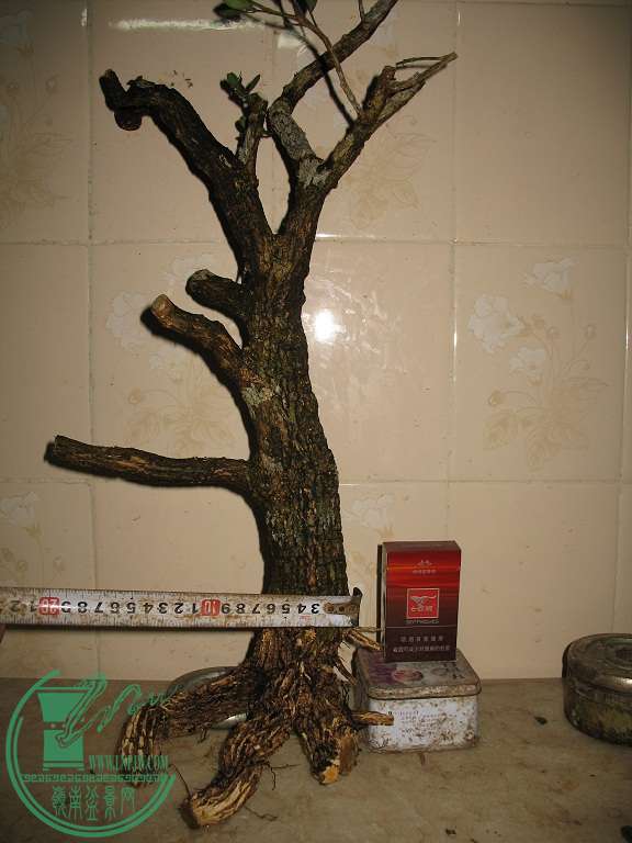 030.JPG