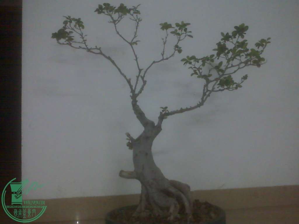 IMG00086.jpg