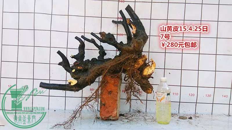 psb (13).jpg