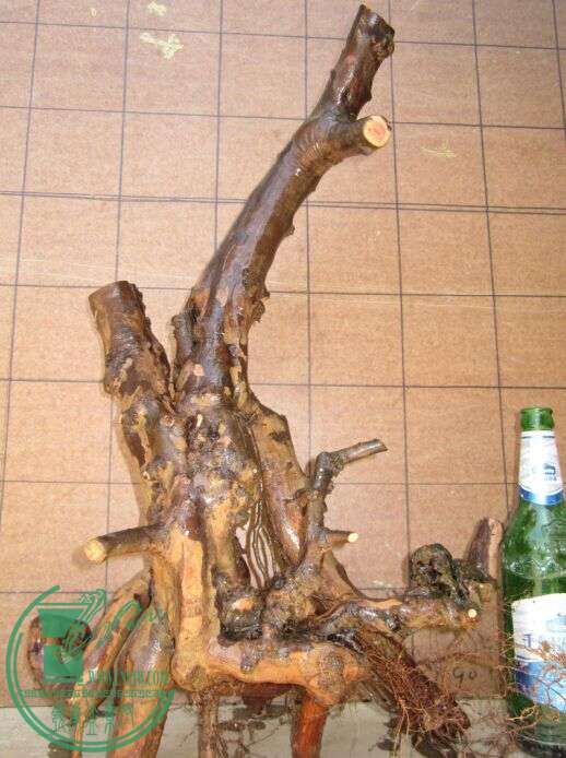 2ȸ÷.jpg