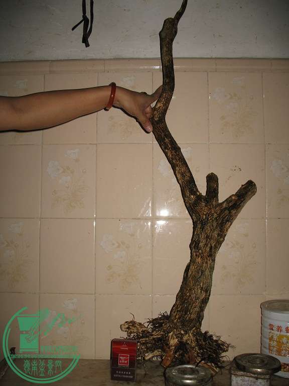 037.JPG