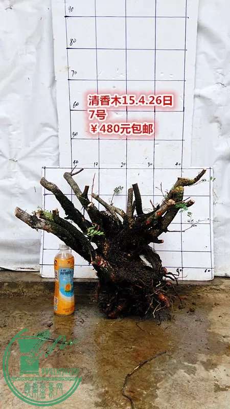 psb (24).jpg