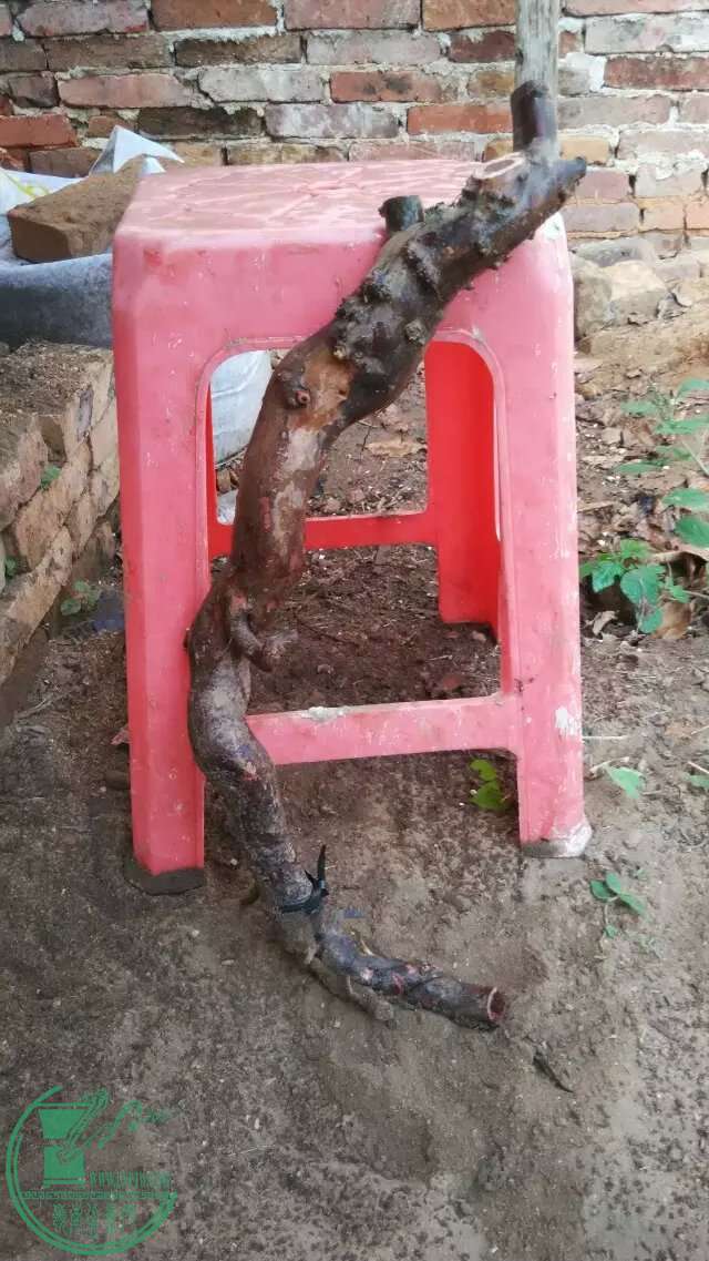 ɽȸ÷.jpeg