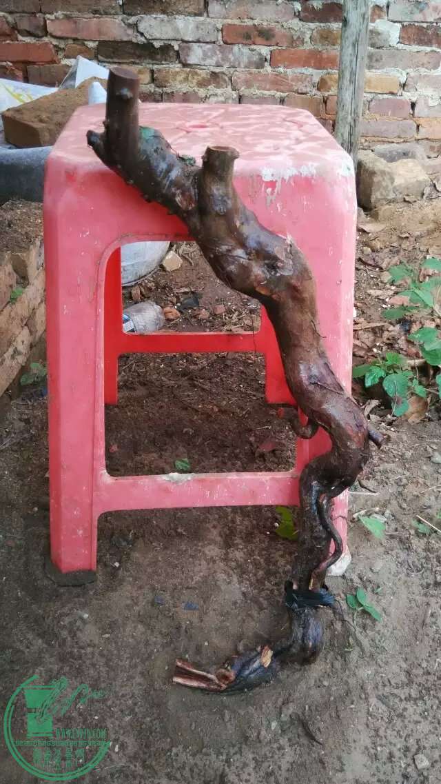 ɽȸ÷..jpeg