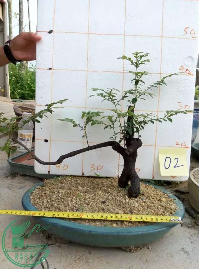 psb (66)280.jpg