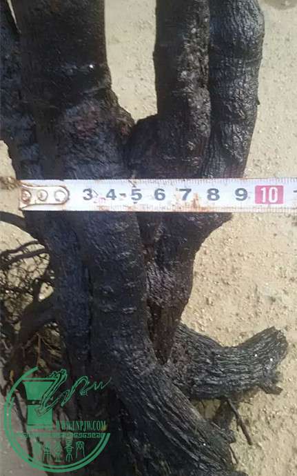 21_.jpg