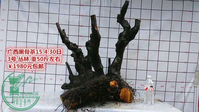 psb (11).jpg