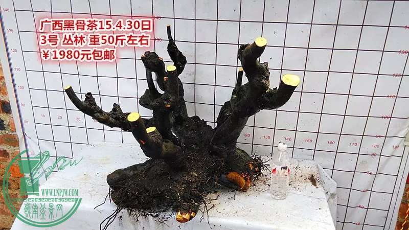 psb (14).jpg