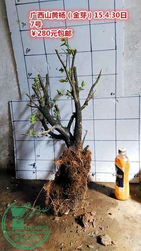 psb (25).jpg