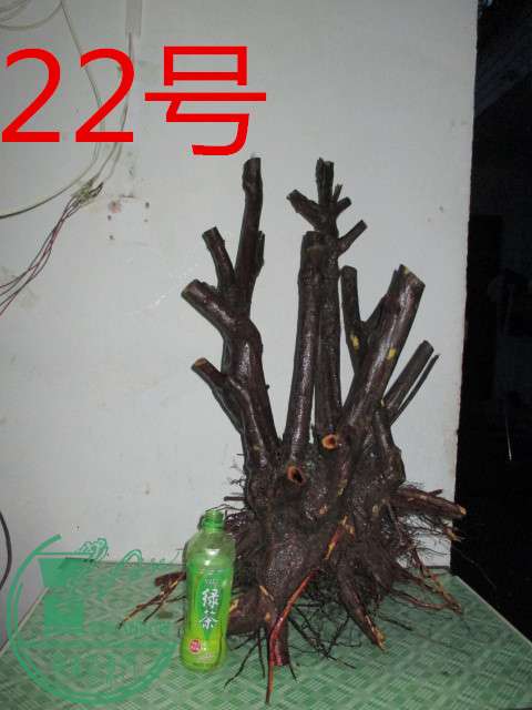 IMG_0434_.jpg