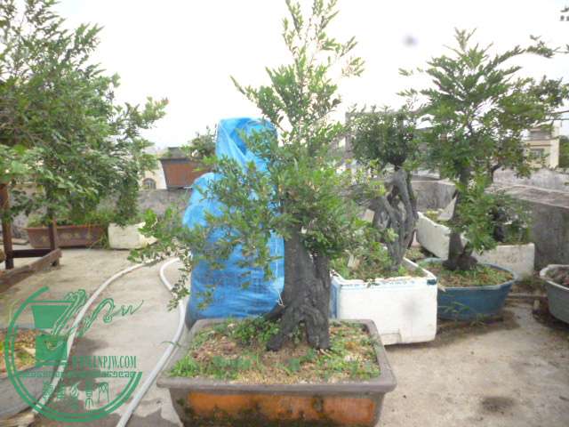P1130699.JPG
