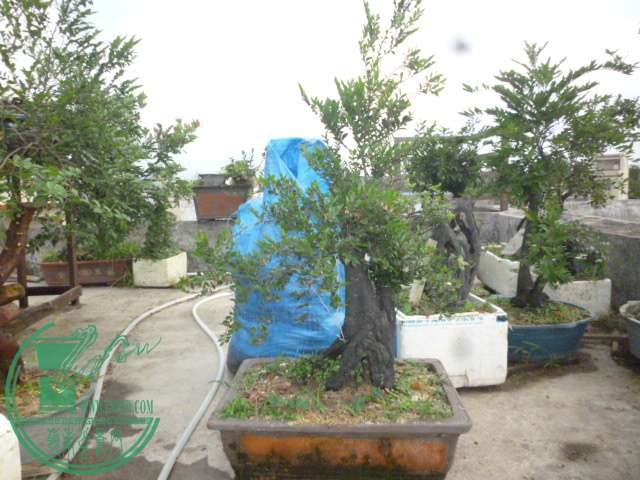 P1130700.JPG