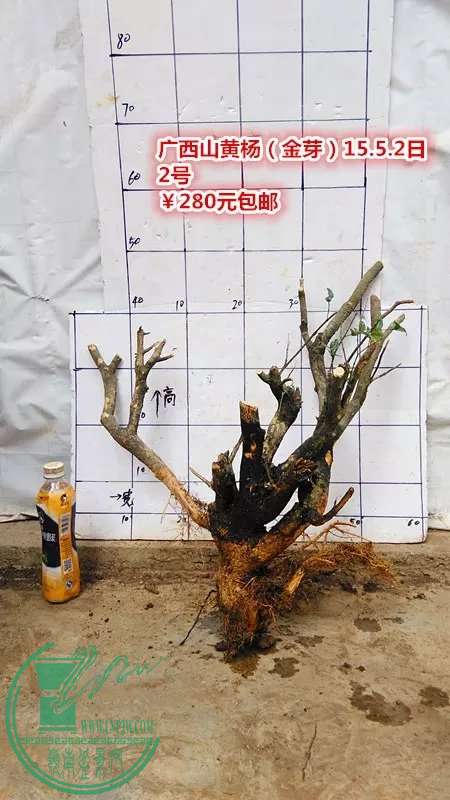 psb (9).jpg