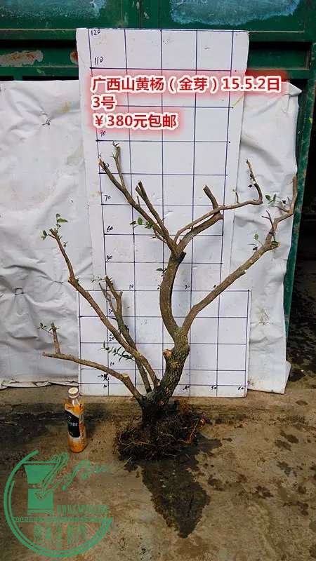 psb (11).jpg