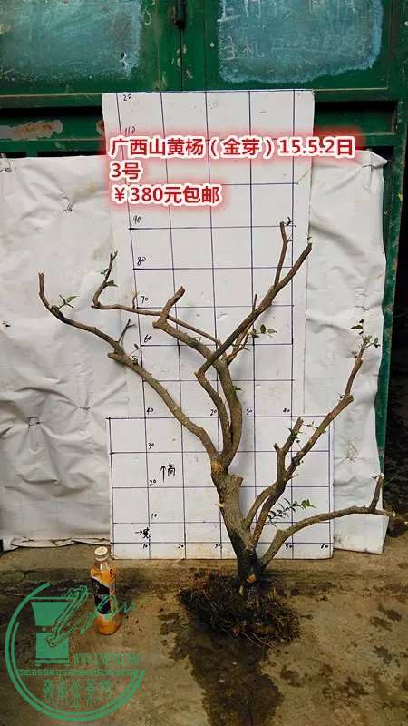 psb (12).jpg