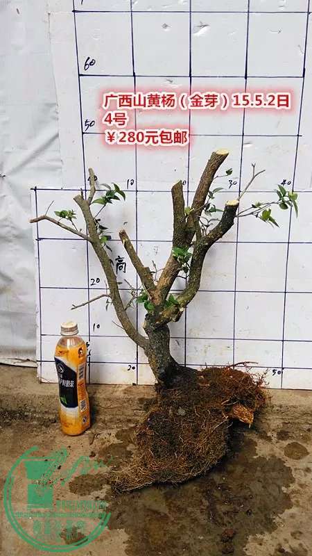 psb (15).jpg