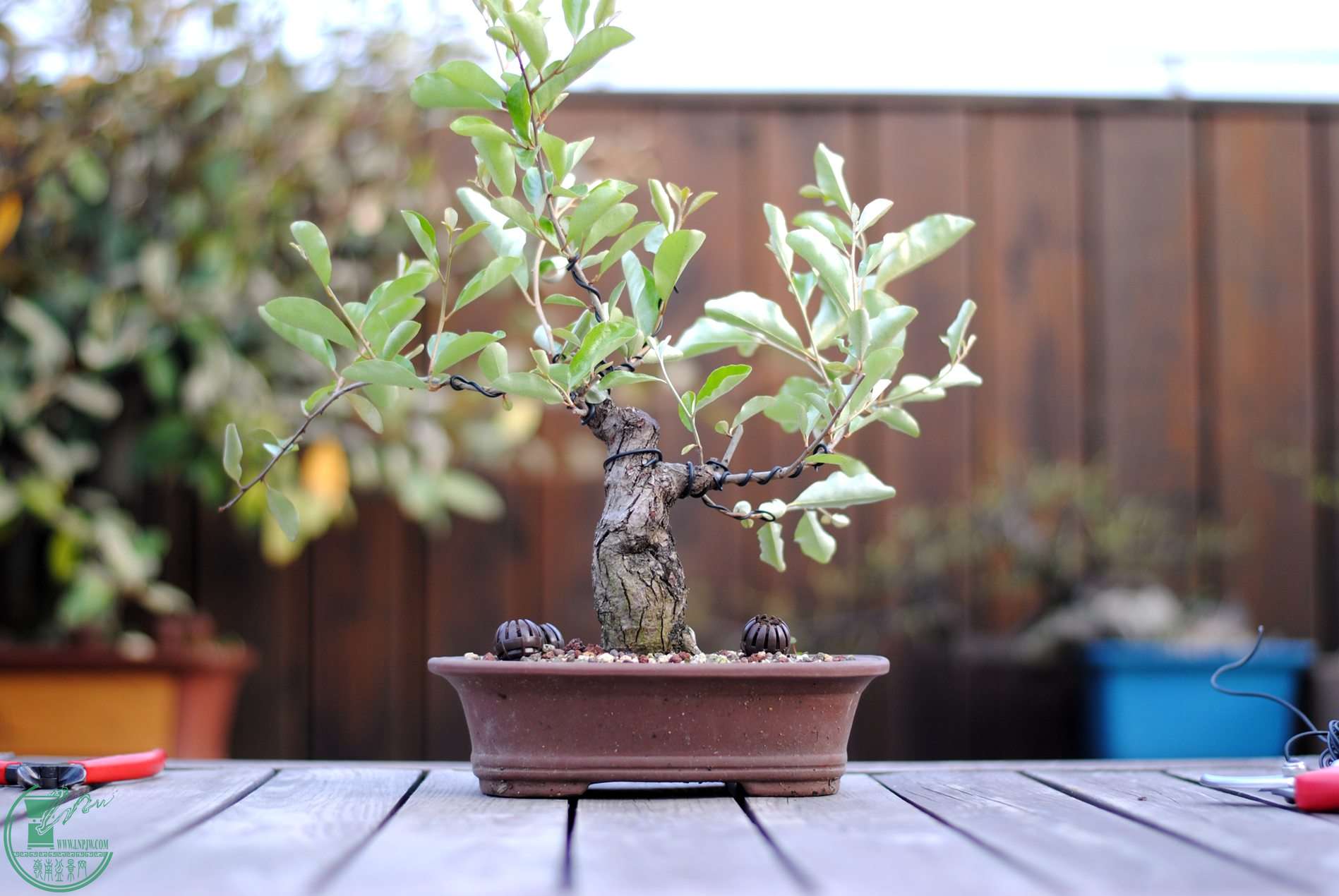 DSC_2083.JPG