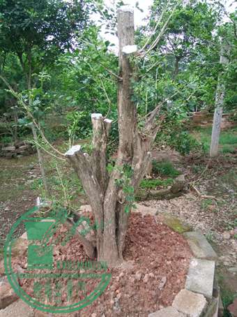 IMG_20150503_142938.jpg