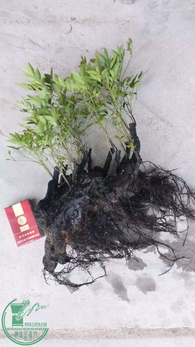 580.jpg