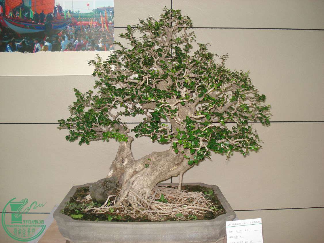 С DSC00393.JPG